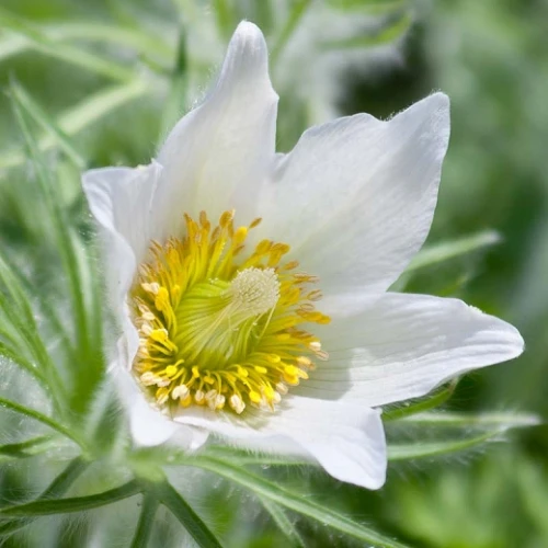 Pustilla White